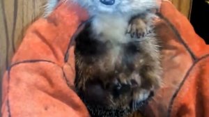 Как определить пол ежа