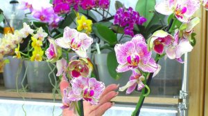 Не пересаживаю орхидеи сразу после покупки, и вот результат!