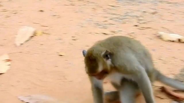 Mother Monkey Kills Her Baby смотреть онлайн