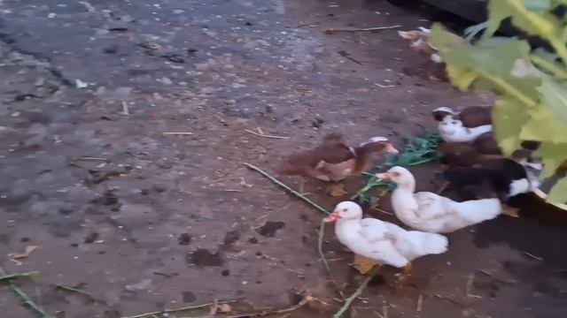 гусята с уткой осваиваются, когда ждать вывод гусят? смотреть онлайн