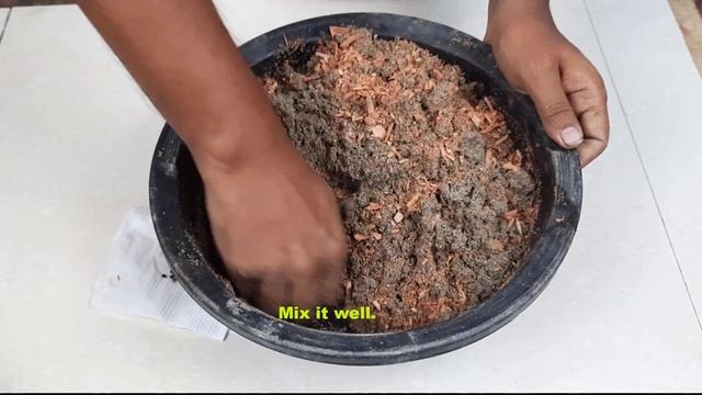 How To Grow Cardamom Plant From Seed | How To Grow Cardamom From Seeds