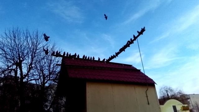 Голуби харьковские сплошные - зимняя прогулка смотреть онлайн