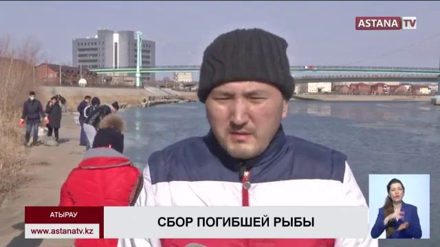 Жители Атырау вышли на очистку реки Урал от погибшей рыбы смотреть онлайн