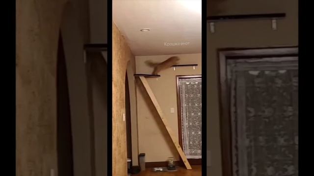 Тренеровка...? смотреть онлайн