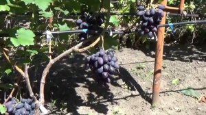 Виноград  с очень крупными ягодами  В. Калугина  www.vinograd-kriulya.com