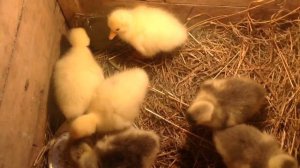 SOS! Инкубация 31 день!Как помочь гусятам вылупиться.