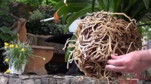 Комнатный цветок. Кливия.  Как пересадить красавицу кливию?!