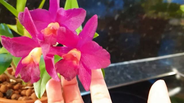 Cattleya shades of pink bl😍😍ms смотреть онлайн
