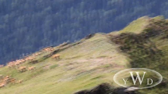 Фауна Кавказа