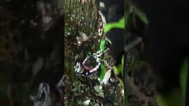 Геленджик Лес смотреть онлайн