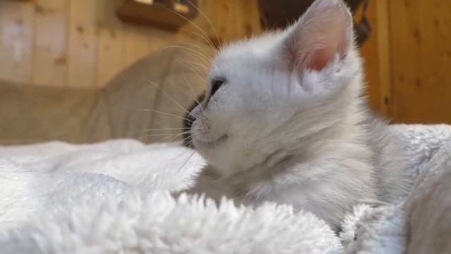 Питомник элитных кошек КОРОЛЕВСТВО ГРЕЗ смотреть онлайн