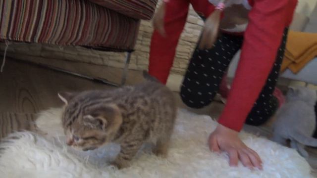 Vlog; Маленькие Котятки, влоги каждый день// Звезда шоу смотреть онлайн