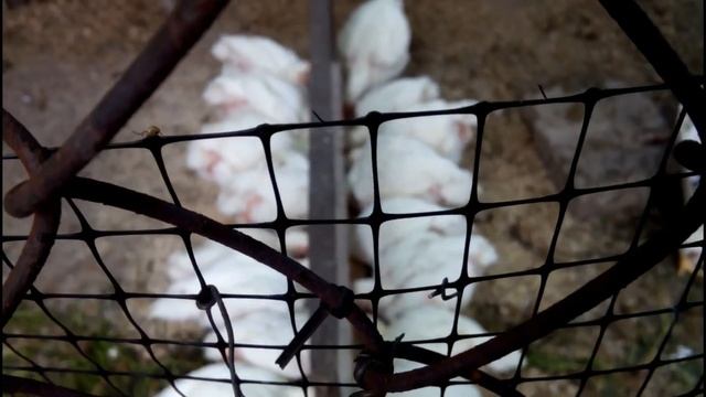 ???ВЫГОДНО ЛИ ВЫРАЩИВАТЬ БРОЙЛЕРОВ ДАЧНИКУ (В ЧАСТНОМ ПОДСОБНОМ ХОЗЯЙСТВЕ). ЭКОНОМИЧЕСКИЕ ПОДСЧЕТЫ смотреть онлайн