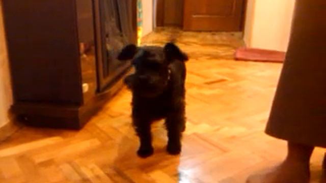 Собака просится на прогулку смотреть онлайн