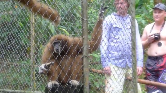 Гиббоны отжигают смотреть онлайн