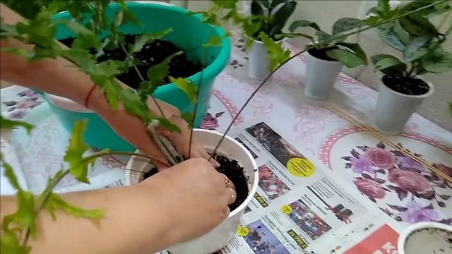 Мои комнатные растения 2021 // Чем отличаются нефролеписы // Пересадка растений смотреть онлайн