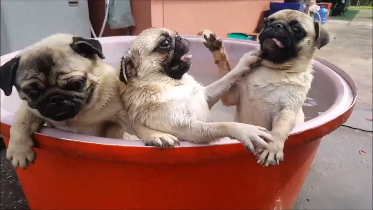 Мопсы купаются смотреть онлайн