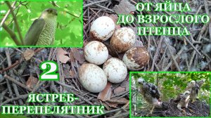 От яйца до взрослого птенца. Ястреб-перепелятник ( Accipiter nisus ).  2 часть