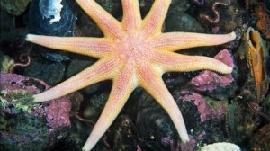 Самые красивые. Морские звезды