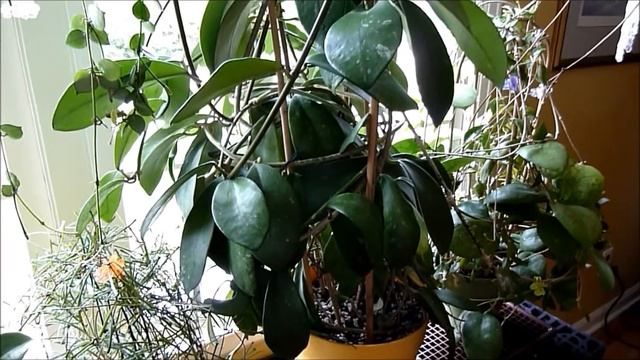 A Visit With Hoya Diversifolia