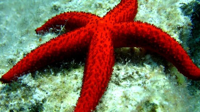 Морская звезда - интересные факты смотреть онлайн