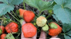 Нашатырный спирт и борная кислота для сада и огорода.