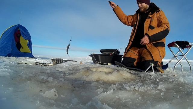 Навага, Белое море, Параниха, бешеный клев. смотреть онлайн