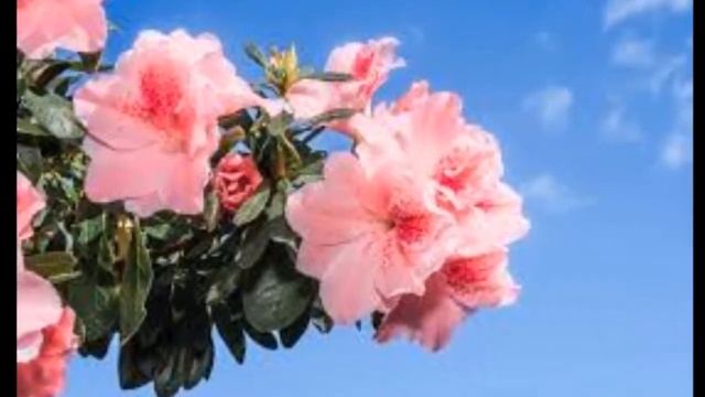 Азалии в саду Болезни и лечение рододендронов Азалии садовые виды и сорта рододендронов смотреть онлайн