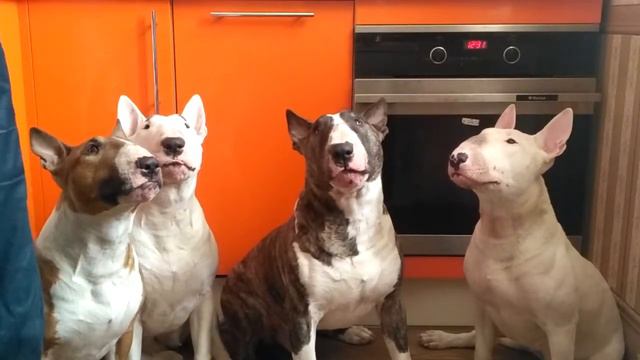 Бультерьеры питомника Афи Эфи