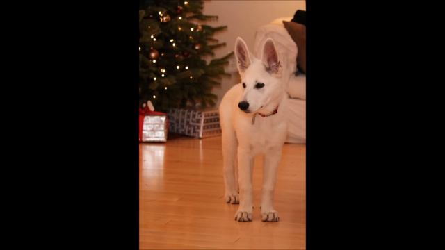 White German Shepherd puppy "Garrus" time lapse (0 to 6 Months) смотреть онлайн