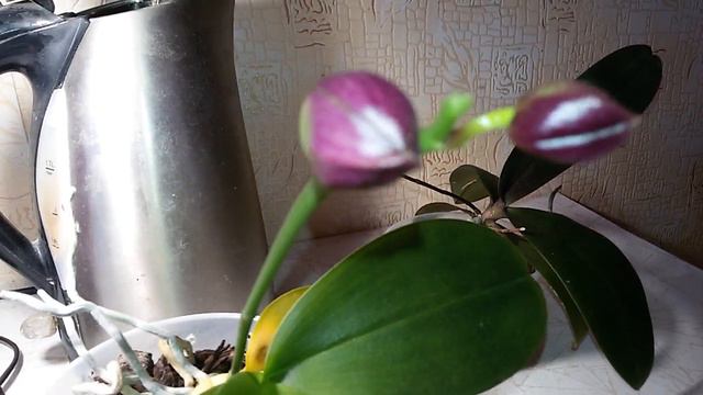 БУТОНЫ НА АЗИАТАХ смотреть онлайн