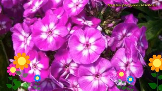 Флокс метельчатый Лаура. Краткий обзор, описание характеристик Phlox Paniculata Laura