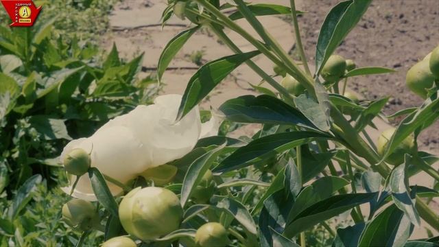 Когда Пионы НЕ цветут. Причины отсутствия цветения пиона смотреть онлайн