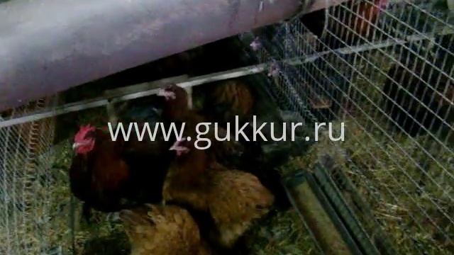 Куры, молодняк: брама, орпингтон и кохинхин смотреть онлайн