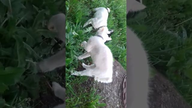 😆ФРАНЦУЗСКИЙ БУЛЬДОГ БАКС НАПАДАЕТ НА КОТА БЕЛОГО смотреть онлайн