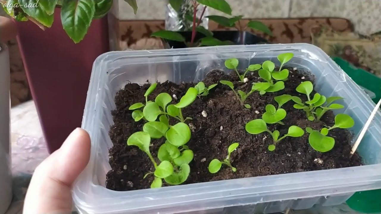 Рассада, черенки. смотреть онлайн