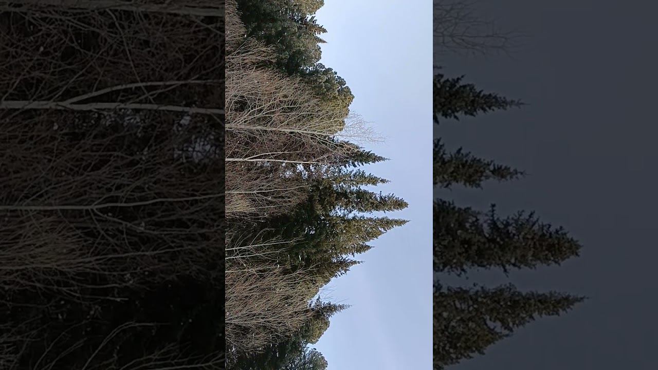 Птички поют. Скоро весна.06.02.2023г. смотреть онлайн