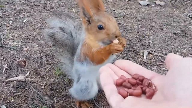 Милые зверушки