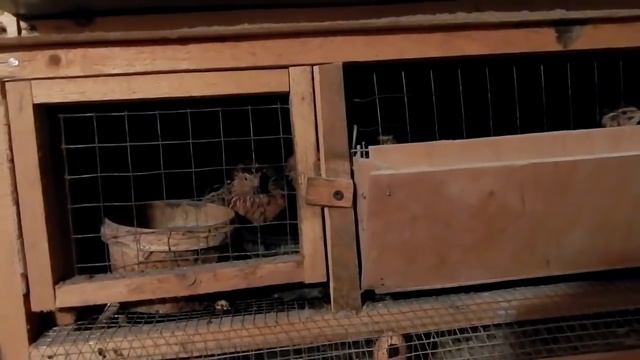 Перепела от яйцА до Яйца. Обзор перепелятника. смотреть онлайн