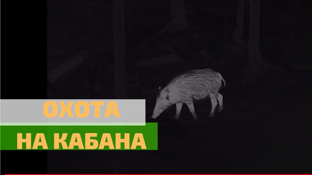 Охота на кабана, НЕ АРЧЕРИ!!! Сезон открыт смотреть онлайн