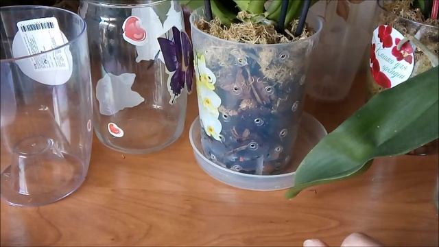 Пластиковые горшки для орхидей. Вред или польза? смотреть онлайн