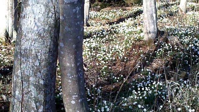 valkovuokot смотреть онлайн