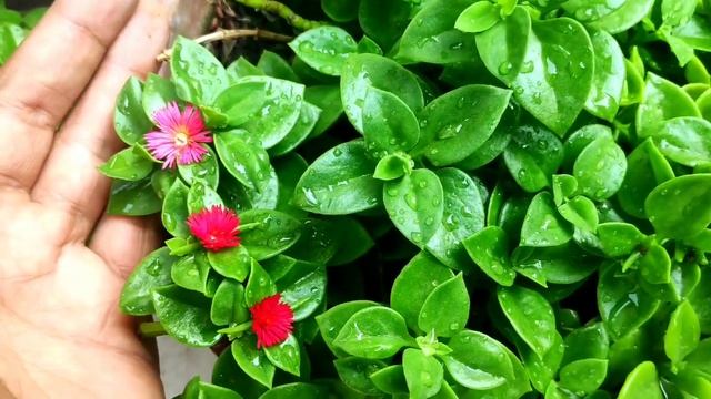 Baby sun rose plant care n propagation, Best way to grow cuttings of babysunrose, aptenia cordifoli смотреть онлайн