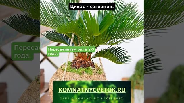 Цикас-саговник смотреть онлайн