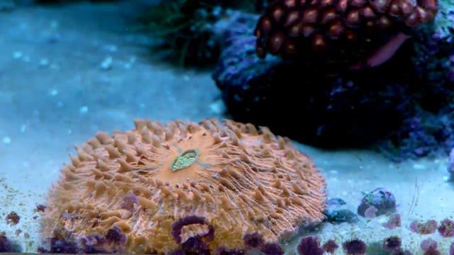 Ganzel's Reef Tank - 130 g. - 70 g. sump - July 2009 - saltwater aquarium HD смотреть онлайн