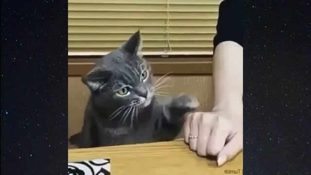 😂 Я РЖАЛ ЦЕЛЫЙ ЧАС/СМЕШНЫЕ ЖИВОТНЫЕ/ПОПРОБУЙ НЕ ЗАСМЕЯТЬСЯ/ЛУЧШИЕ ПРИКОЛЫ 2020/ПРИКОЛЫ С ЖИВОТНЫМИ# смотреть онлайн