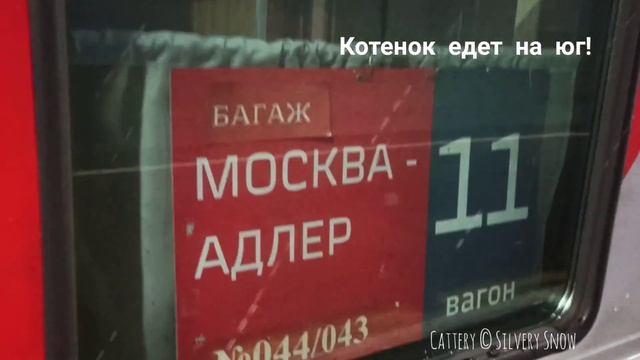 Пора в новый дом! Как мы отправляли нашего котенка поездом смотреть онлайн