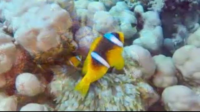 Морские виды и песни! смотреть онлайн