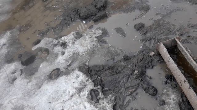 Что сделать чтобы куры занеслись, Вьетнамские свиньи. смотреть онлайн