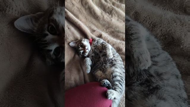 делаю кошку погромче смотреть онлайн